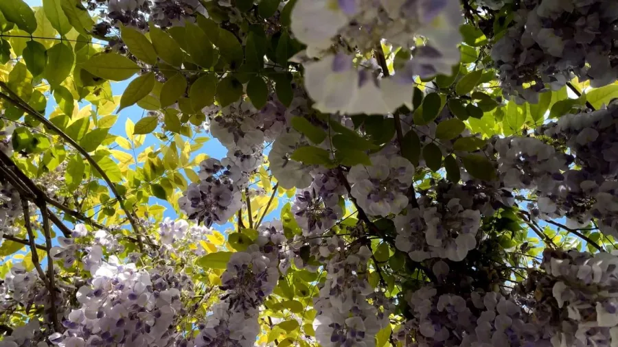 cornus da fiore