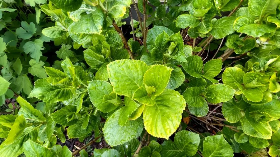 cornus da fiore
