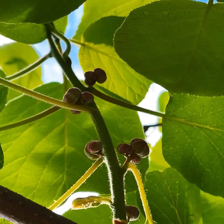 cornus da fiore