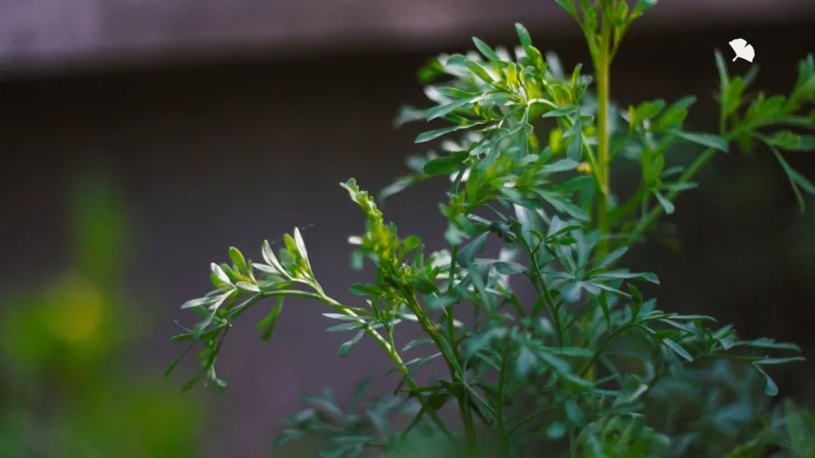 cornus da fiore