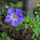Geranium