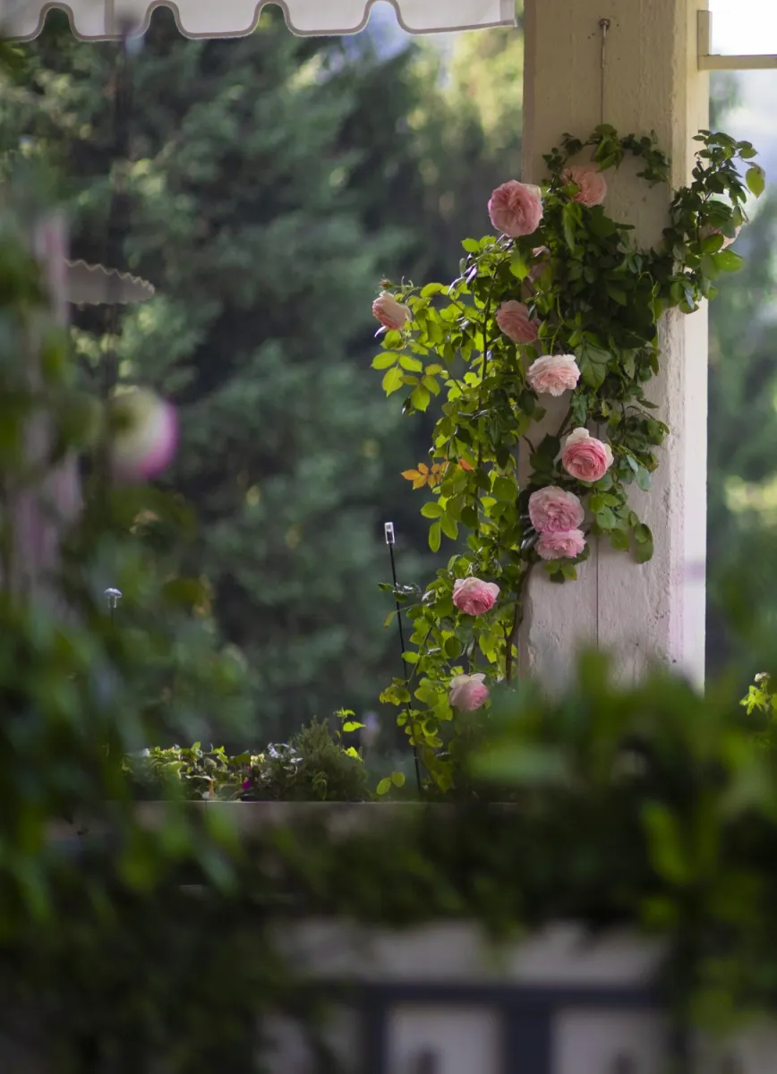 rosa rampicante