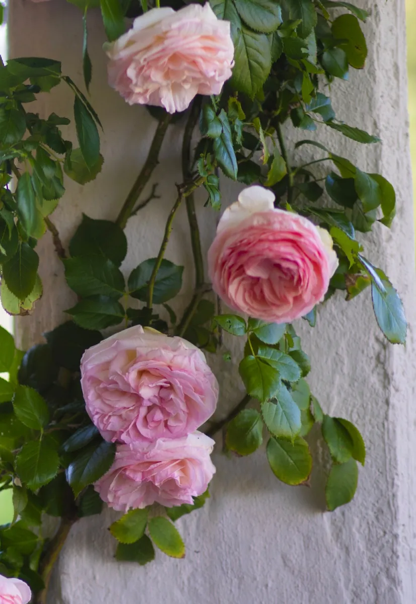 rosa rampicante