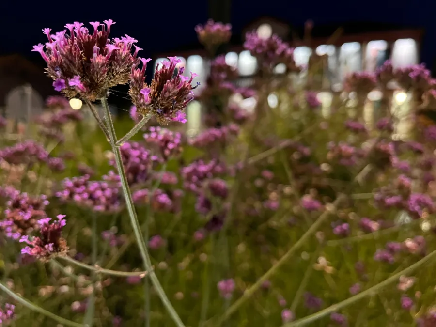 Echinacea in rotonda stradale