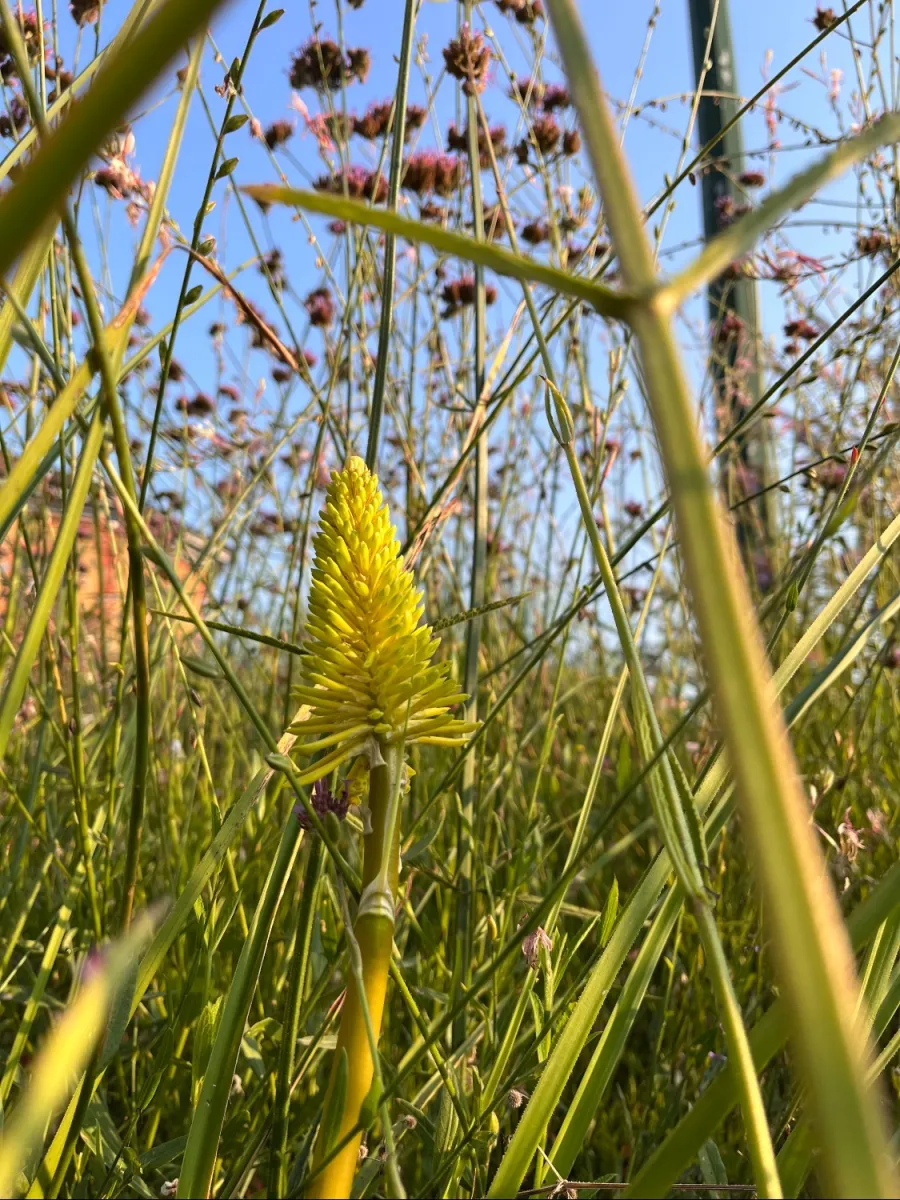 Kniphofia